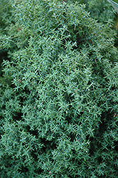 Blue Feathers Hinoki Falsecypress (Chamaecyparis obtusa 'Blue Feathers') at Lakeshore Garden Centres