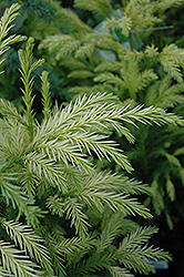 Sekkan Japanese Cedar (Cryptomeria japonica 'Sekkan Sugi') at Lakeshore Garden Centres