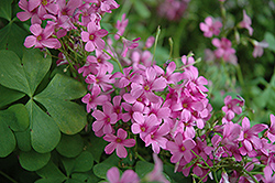 Pink Wood Sorrel (Oxalis crassipes 'Rosea') at Lakeshore Garden Centres