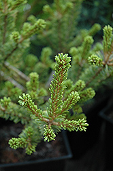 Adcock's Dwarf Japanese White Pine (Pinus parviflora 'Adcock's Dwarf') at Lakeshore Garden Centres