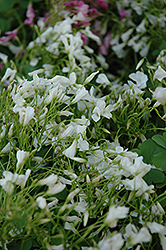 White Wood Sorrel (Oxalis crassipes 'Alba') at Lakeshore Garden Centres