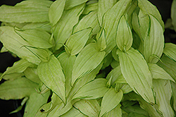 Lightning StrikeToad Lily (Tricyrtis 'Lightning Strike') at Lakeshore Garden Centres