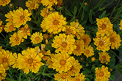 Jethro Tull Tickseed (Coreopsis 'Jethro Tull') at Peter Knippel Garden Centre