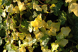 Buttercup Ivy (Hedera helix 'Buttercup') at Lakeshore Garden Centres