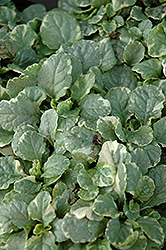 Tapestry Bugleweed (Ajuga reptans 'Tapestry') at Lakeshore Garden Centres