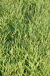 Blue River Lavender (Lavandula angustifolia 'Blue River') at Lakeshore Garden Centres