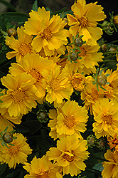 Presto Dwarf Tickseed (Coreopsis grandiflora 'Presto') at Lakeshore Garden Centres