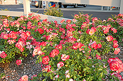 Flower Carpet Sunset Rose (Rosa 'Deseo') at Lakeshore Garden Centres