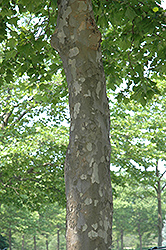 Yarwood London Planetree (Platanus x acerifolia 'Yarwood') at Lakeshore Garden Centres