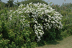 Multiflora Rose (Rosa multiflora) at Lakeshore Garden Centres