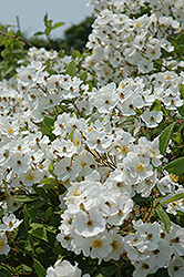 Multiflora Rose (Rosa multiflora) at Lakeshore Garden Centres