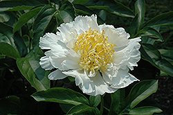 Cheddar Supreme Peony (Paeonia 'Cheddar Supreme') at Lakeshore Garden Centres