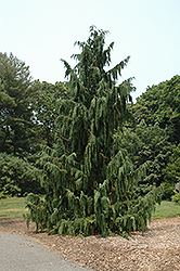 Blue Weeping Nootka Cypress (Chamaecyparis nootkatensis 'Glauca Pendula') at Lakeshore Garden Centres