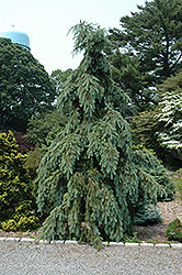 Graceful Grace Weeping Douglas Fir (Pseudotsuga menziesii 'Graceful Grace') at Lakeshore Garden Centres