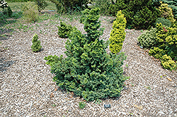 Split Rock Blue Hinoki Falsecypress (Chamaecyparis obtusa 'Split Rock') at Lakeshore Garden Centres