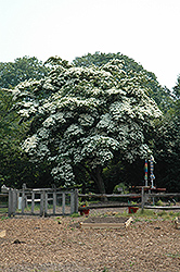 China Girl Chinese Dogwood (Cornus kousa 'China Girl') at Lakeshore Garden Centres