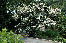 Big Apple Chinese Dogwood (Cornus kousa 'Big Apple') at Lakeshore Garden Centres