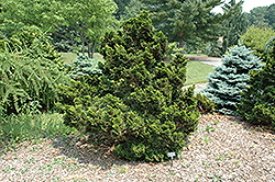 Nana Compacta Hinoki Falsecypress (Chamaecyparis obtusa 'Nana Compacta') at Lakeshore Garden Centres
