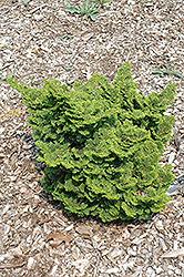 Hage Hinoki Falsecypress (Chamaecyparis obtusa 'Hage') at Lakeshore Garden Centres