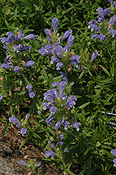 Dragonhead (Dracocephalum botryoides) at Lakeshore Garden Centres