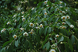 Rostrata Stewartia (Stewartia rostrata) at Lakeshore Garden Centres