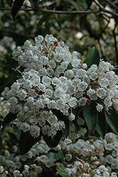 Mountain Laurel (Kalmia latifolia) at Lakeshore Garden Centres