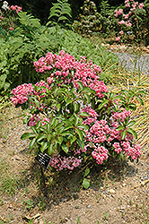 Carol Mountain Laurel (Kalmia latifolia 'Carol') at Lakeshore Garden Centres