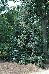 Blue China Fir (Cunninghamia lanceolata 'Glauca') at Lakeshore Garden Centres