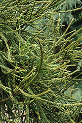 Araucarioides Japanese Cedar (Cryptomeria japonica 'Araucarioides') at Lakeshore Garden Centres