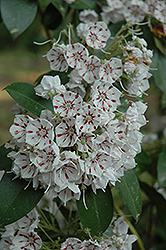 Peppermint Mountain Laurel (Kalmia latifolia 'Peppermint') at Lakeshore Garden Centres