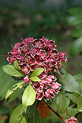 Kaleidoscope Mountain Laurel (Kalmia latifolia 'Kaleidoscope') at Lakeshore Garden Centres