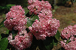 Bridesmaid Mountain Laurel (Kalmia latifolia 'Bridesmaid') at Lakeshore Garden Centres