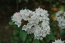 Pink Star Mountain Laurel (Kalmia latifolia 'Pink Star') at Lakeshore Garden Centres