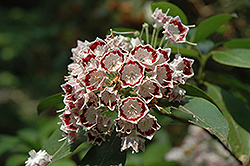 Fuscata Mountain Laurel (Kalmia latifolia 'Fuscata') at Lakeshore Garden Centres