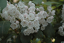 Quinnipiac Mountain Laurel (Kalmia latifolia 'Quinnipiac') at Lakeshore Garden Centres