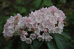 Pink Surprise Mountain Laurel (Kalmia latifolia 'Pink Surprise') at Lakeshore Garden Centres