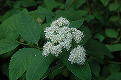 Miyabei Spirea (Spiraea miyabei) at Lakeshore Garden Centres