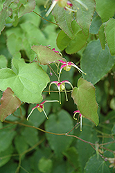Yokihi Bishop's Hat (Epimedium 'Yokihi') at Lakeshore Garden Centres