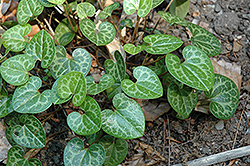 Woodlander's Select Alabama Wild Ginger (Asarum speciosum 'Woodlander's Select') at Lakeshore Garden Centres