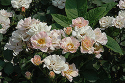 Mystic Meidiland Rose (Rosa 'Mystic Meidiland') at Lakeshore Garden Centres