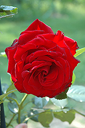 Dublin Bay Rose (Rosa 'Dublin Bay') at Lakeshore Garden Centres