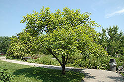 Japanese Persimmon (Diospyros kaki) at Lakeshore Garden Centres