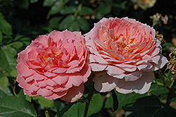 Carding Mill Rose (Rosa 'Carding Mill') at Lakeshore Garden Centres