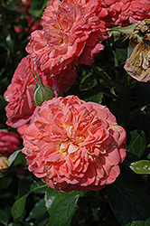 Queen Of Hearts Rose (Rosa 'Queen Of Hearts') at Lakeshore Garden Centres