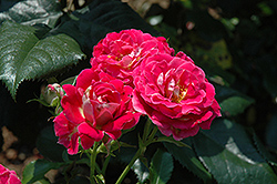 Veranda Cerise Rose (Rosa 'KORfloci24') at Lakeshore Garden Centres