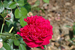 William Shakespeare Rose (Rosa 'William Shakespeare') at A Very Successful Garden Center