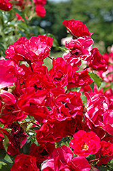 Vigorosa Ruby Rose (Rosa 'KORvillade') at Lakeshore Garden Centres
