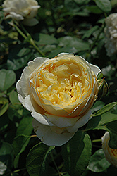 Marie Van Houtte Rose (Rosa 'Marie Van Houtte') at Lakeshore Garden Centres