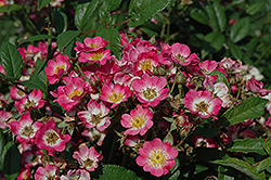 Mozart Rose (Rosa 'Mozart') at Lakeshore Garden Centres