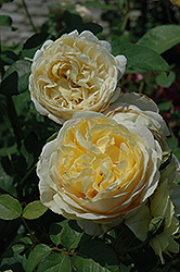 Charlotte Rose (Rosa 'Charlotte') at Lakeshore Garden Centres